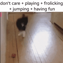 Playing Frolicking GIF - Playing Frolicking Cat Jumping GIFs