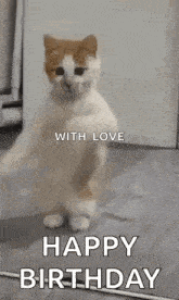 a brown and white cat is standing on its hind legs and says `` happy birthday '' .