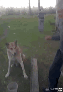Handshake Dog GIF - Handshake Shake Dog GIFs
