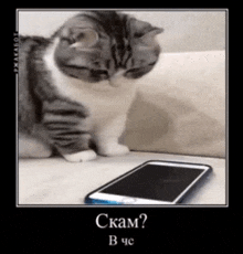 a cat is looking at a cell phone with the words " ckam " in the bottom right corner