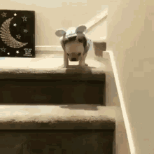 Dog Stairs GIF