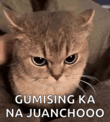 a cat is sitting on a blanket with a person petting it .