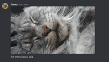 Jersey Cat GIF - Jersey Cat Sleep GIFs