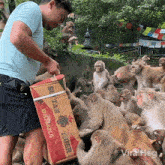 Feeding The Monkeys Viralhog GIF