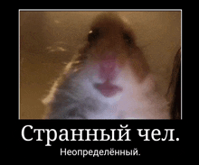 a picture of a hamster with a foreign language caption