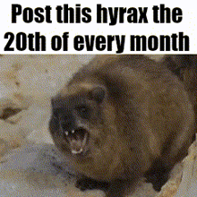 a picture of a cat with its mouth open and the words post this hyrax the 20th of every month