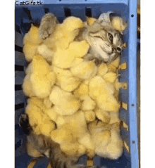 cat chicks basket kitten