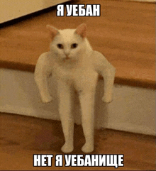 a white cat with muscles on its arms and legs is standing on a set of stairs