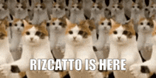 Riz Rizz GIF - Riz Rizz Cat GIFs