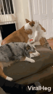 Pets Playing Together Viralhog GIF