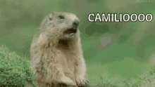 Camilio Calling Out GIF - Camilio Calling Out Marmotta GIFs