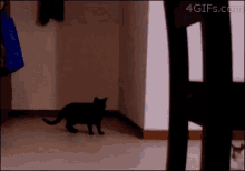 Chill Out Pussy, I Just Watched The Matrix! GIF - Cats Kitten Parkour GIFs