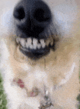 a close up of a dog 's face with teeth and a collar