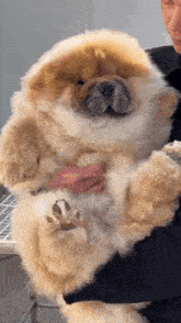 Chowchow Chowchow Puppy GIF - Chowchow Chowchow Puppy Puppy GIFs
