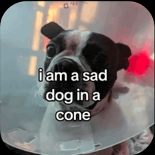 a sad dog in a cone with the words i am a sad dog in a cone written on it