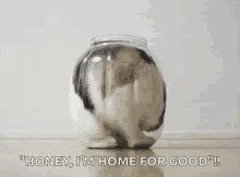 Cats Home For Good GIF - Cats Home For Good Stuck GIFs