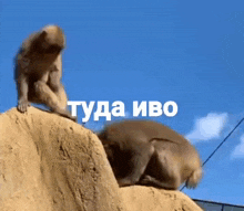 a couple of monkeys standing on top of a rock with a blue sky behind them
