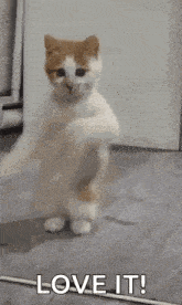 a cat is standing on its hind legs and saying love it