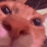 a close up of a cat 's nose with a blurred background