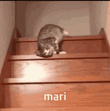 Mari Omori GIF - Mari Omori Cat GIFs
