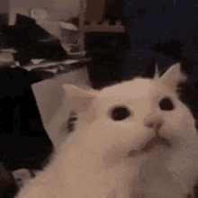 Cat Meme GIF - Cat Meme Xd GIFs