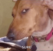 a brown dog with a pink collar is looking at the camera and says `` sure '' .
