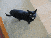 a black cat is standing on a carpet and looking at the camera
