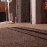 a cat is walking on the floor in front of a door in a room .