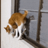 Cat Turn GIF - Cat Turn Window GIFs