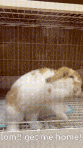a rabbit in a cage with the words " lom ! get me home ! "