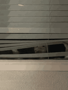 a cat is peeking through a window blind at night