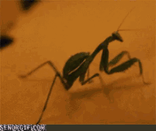 Lololol GIF - Praying Mantis Typing Lololol GIFs