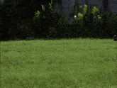 a lush green field of grass with a fence in the background