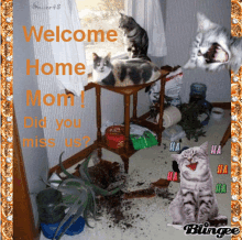 Welcome Home GIF - Welcome Home Cats GIFs