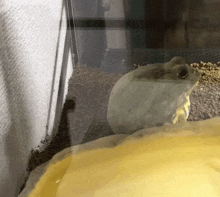 a frog is sitting in a tank with a yellow container