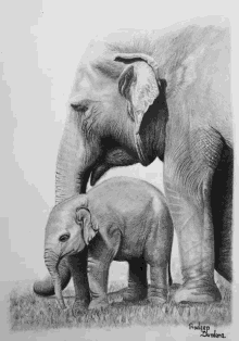 Mama Elephant And Baby GIF - Mama Elephant And Baby GIFs