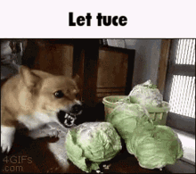 Lettuce Dog GIF - Lettuce Dog Shiba GIFs