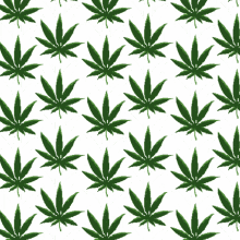 thc marijuana