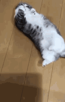 Komaru Komaru Cat GIF