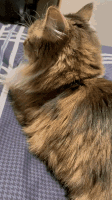 Scout Cat GIF - Scout Cat Vape GIFs