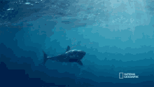 Swimming When Sharks Attack GIF - Swimming When Sharks Attack Looking For Food GIFs