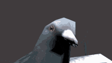 Pigeon Funny GIF - Pigeon Funny 3d GIFs