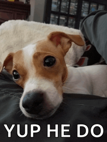 a small brown and white dog laying on a bed with the words yup he do written below it