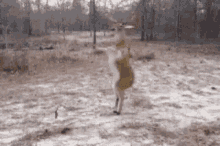 Dance Deer GIF - Dance Deer GIFs