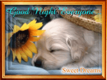 Puppy Goodnight GIF - Puppy Goodnight Sweet Dreams GIFs