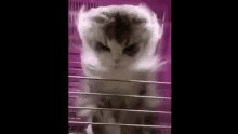 Cat Of Hell GIF - Cat Of Hell GIFs