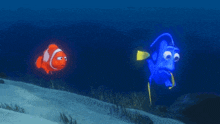 a clown fish and a blue fish are in the ocean