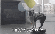 a dog is wearing bunny ears and holding balloons while standing on a robotic vacuum cleaner .