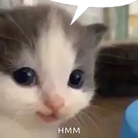 a close up of a kitten 's face with a speech bubble above it that says hmm