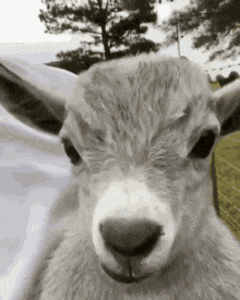 a close up of a goat looking at the camera .